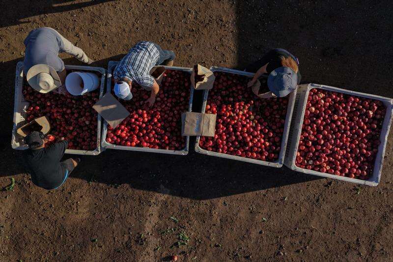 A California farmer is giving away tons of nectarines that he’s not allowed to sell – Butler Eagle