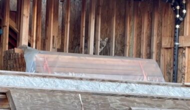 Coyotes overtake abandoned construction site in West Hollywood – NBC Los Angeles