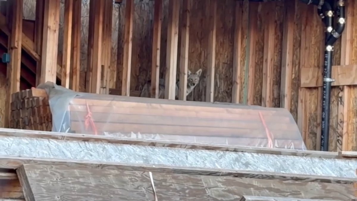Coyotes overtake abandoned construction site in West Hollywood – NBC Los Angeles