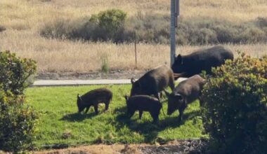 Wild pigs become a fixture at a San Jose business park