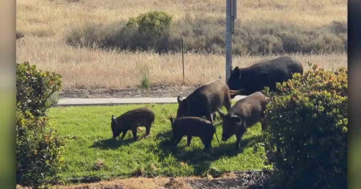 Wild pigs become a fixture at a San Jose business park