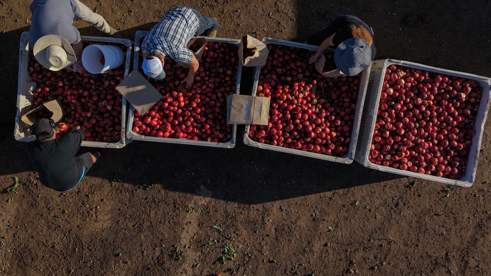 California farmer and food marketer spar over who can sell white nectarines