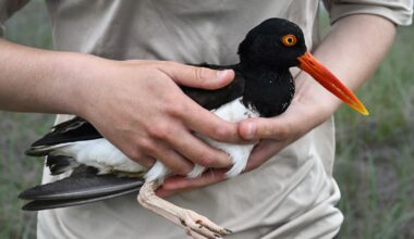 Oystercatchers, known for sharp bills and beady eyes, are making a comeback