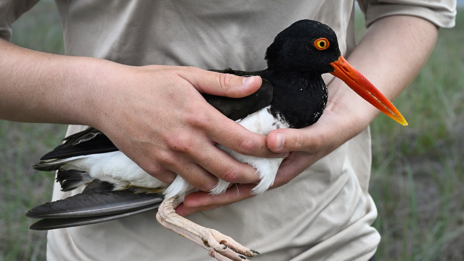 Oystercatchers, known for sharp bills and beady eyes, are making a comeback