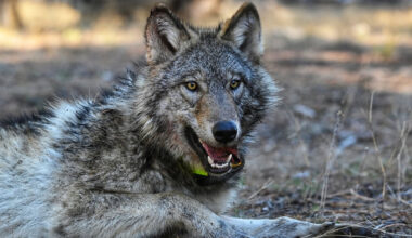 California to Spend $2 Million to Reduce Wolf Predation on Livestock