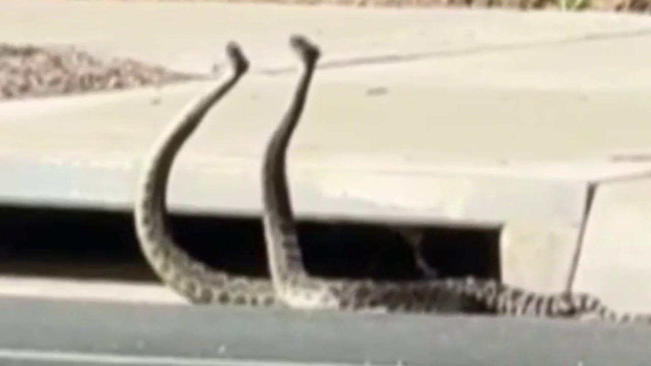 2 rattlesnakes get into 'combat dance'