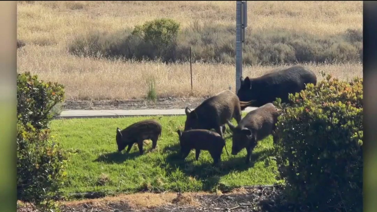 Wild pigs in the South Bay
