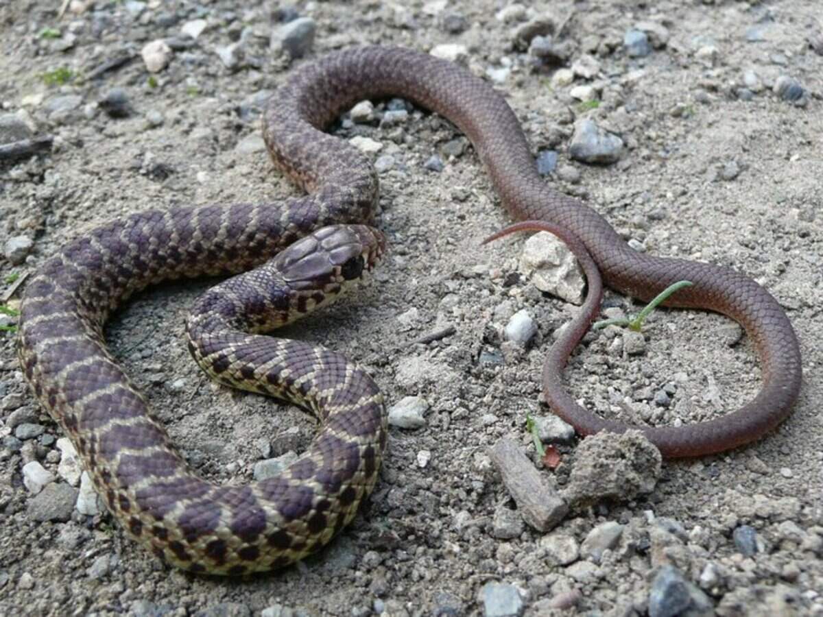Yellow-bellied racer snakes are known to eat rattlesnakes.