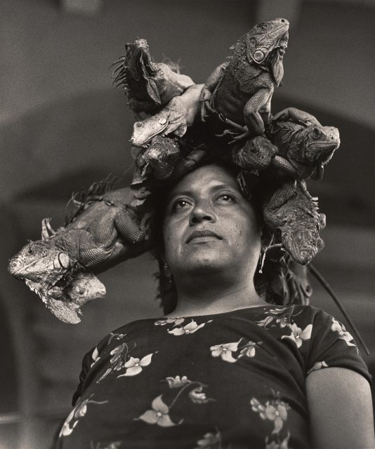 A person wearing a dress with a floral pattern looks up, with several iguanas resting on their head like a headdress.