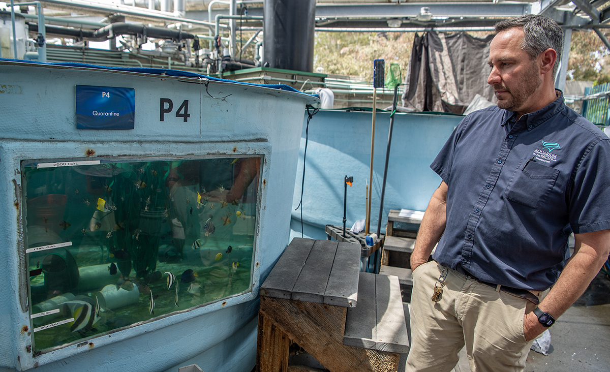 How the Aquarium of the Pacific scrambled to save hundreds of sea creatures after 2 massive smuggling busts • Long Beach Post News