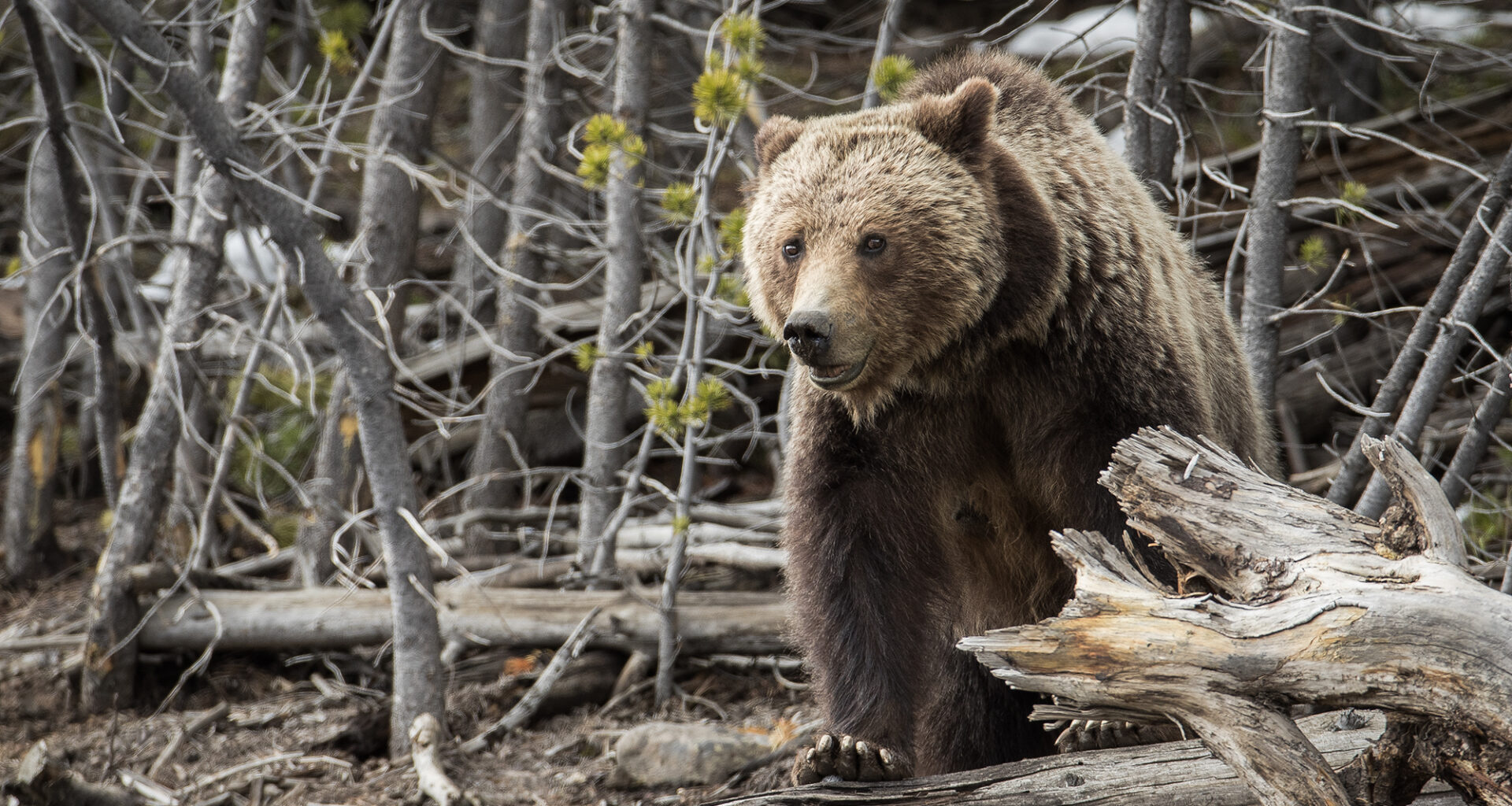 California lawmakers kill grizzly bear reintroduction bill