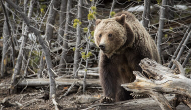 California lawmakers kill grizzly bear reintroduction bill