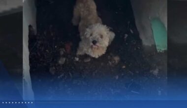 Dog missing 30 days rescued from California storm drain