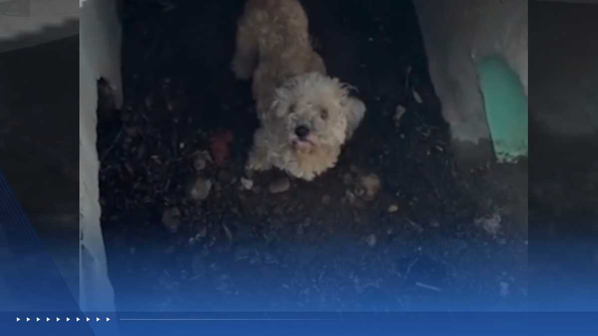 Dog missing 30 days rescued from California storm drain