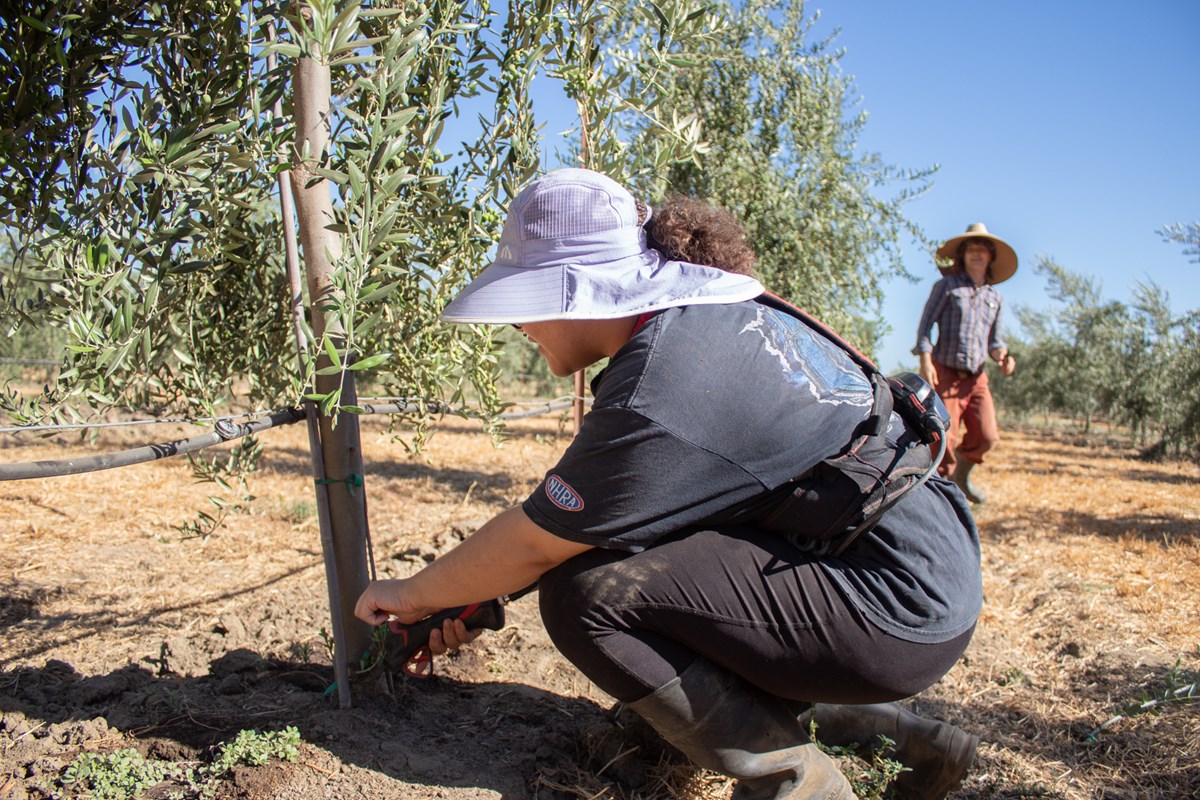 Tatiana Pointer, 21, removes suckers from olive trees Thursday, July 30, 2026, at Maples Farm in Woodland.