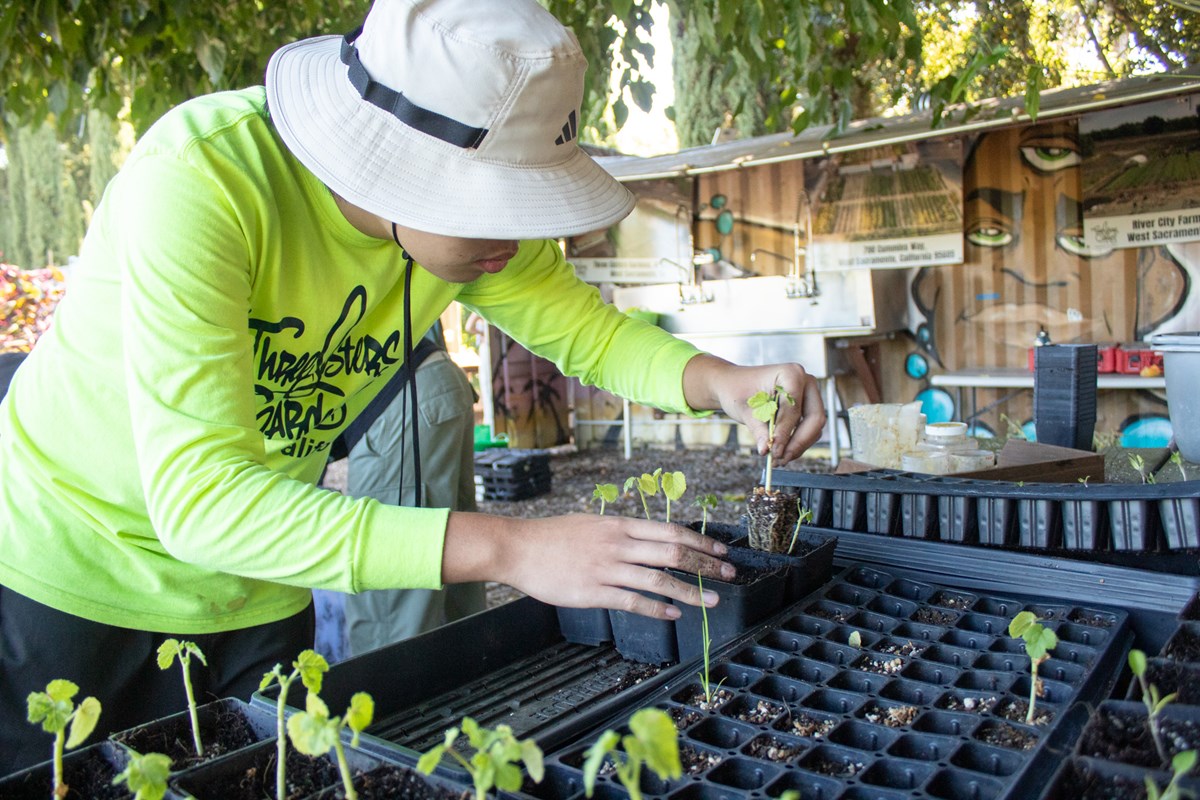 Vance Zeng, 17, upsizes seedlings into bigger pots Friday, July 24, 2026, in West Sacramento.