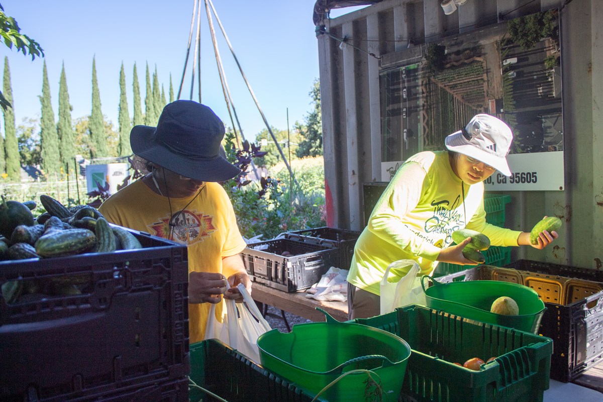 Daniel Rangel (left) and Vance Zeng prepare bags of produce to distribute to community members Thursday, Friday July 23, 2026, at Three Sisters Gardens in West Sacramento.