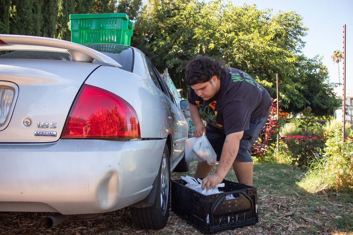 Community Food Program leader Issac Fraijo loads bags of produce in his car Friday, July 24, 2026, at Three Sisters Gardens in West Sacramento.