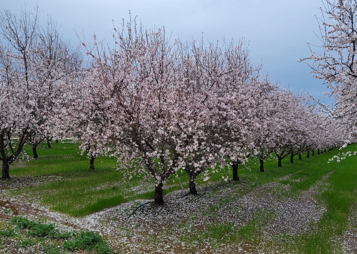 California is phasing out paraquat, but locals want more transparency on pesticide regulation