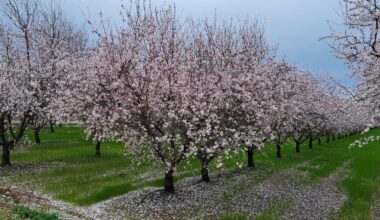 California is phasing out paraquat, but locals want more transparency on pesticide regulation