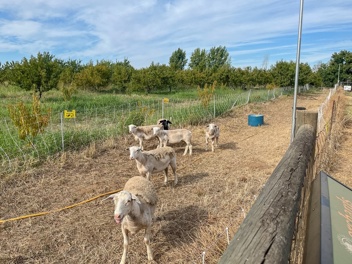A flock of Dorper sheep Wednesday, Aug. 12, 2026, at Soil Born Farms in Rancho Cordova. The animals graze in the orchard and across property, managing weeds and stimulating plant growth. (Katerina Graziosi/CapRadio)