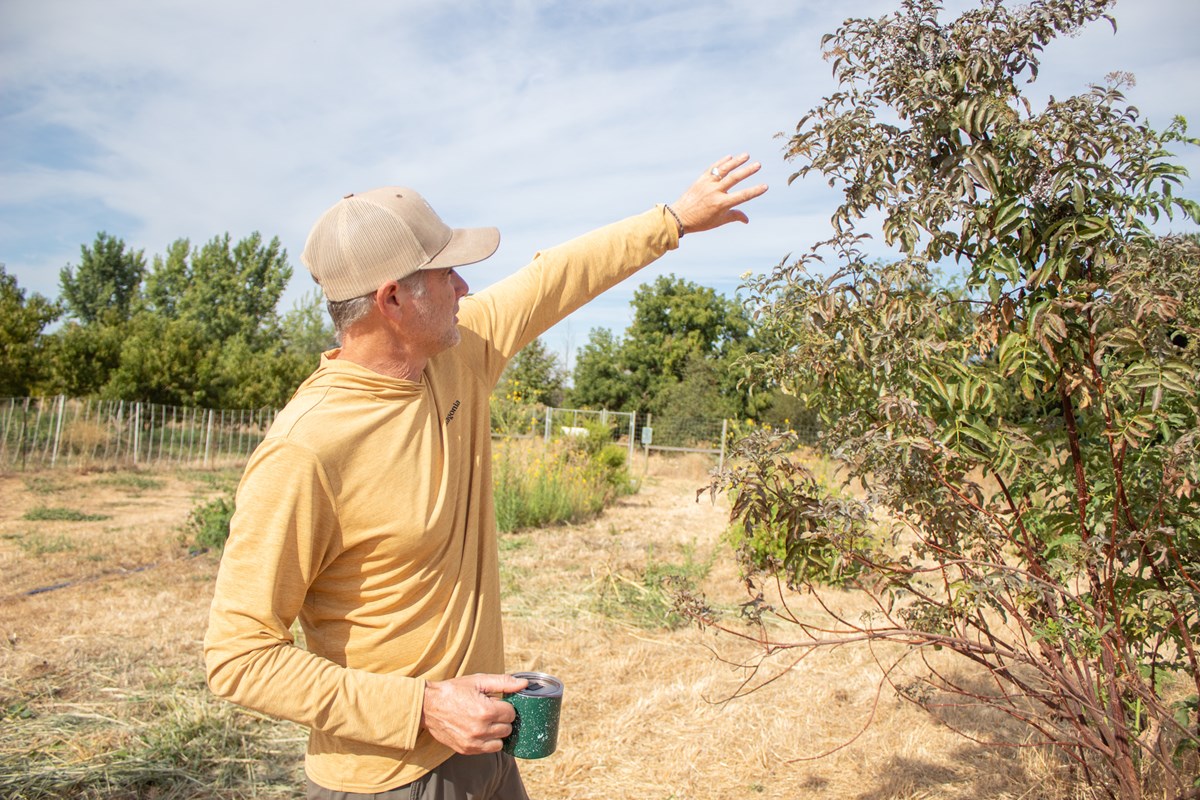Soil Born Farms co-founder Shawn Harrison points to an elderberry bush Wednesday, Aug. 12, 2026, in the farm’s three-acre agroforestry project. (Gerardo Zavala/CapRadio)