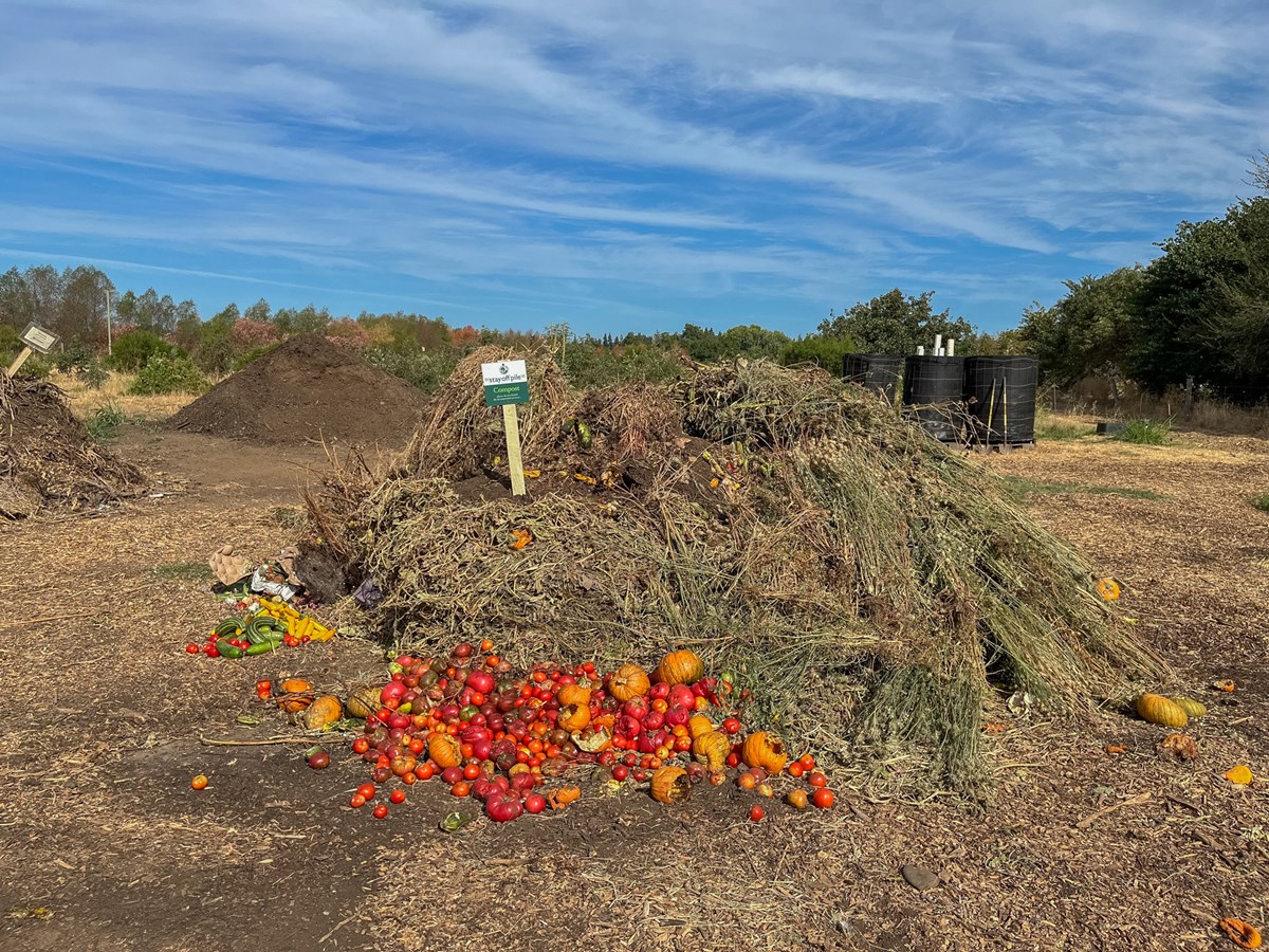 Piles of compost Wednesday, Aug. 12, 2026, at Soil Born Farms in Rancho Cordova. Compost helps the organization build healthier soils as part of regenerative agriculture practices. (Katerina Graziosi/CapRadio)