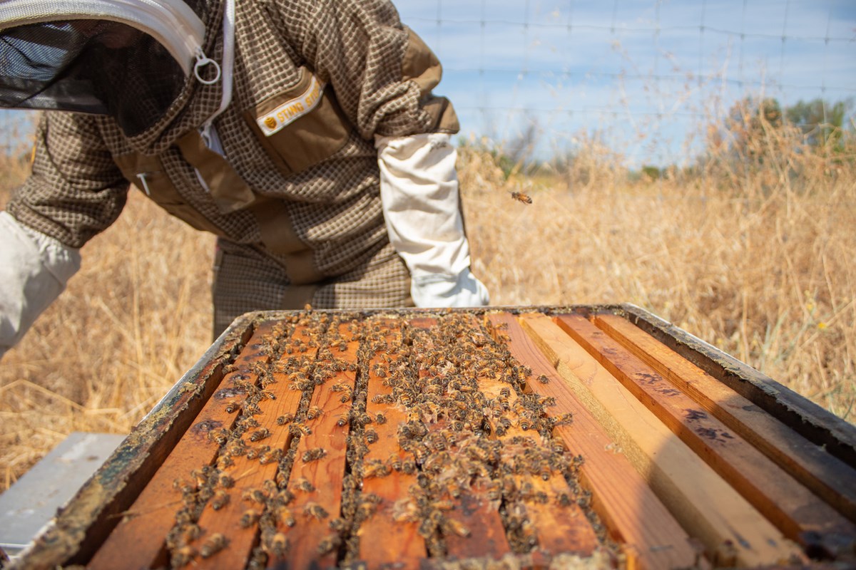 Youth educator Amy Tackett, shows an apiary Wednesday, Aug. 12, 2026, at Soil Born Farms. (Gerardo Zavala/CapRadio)