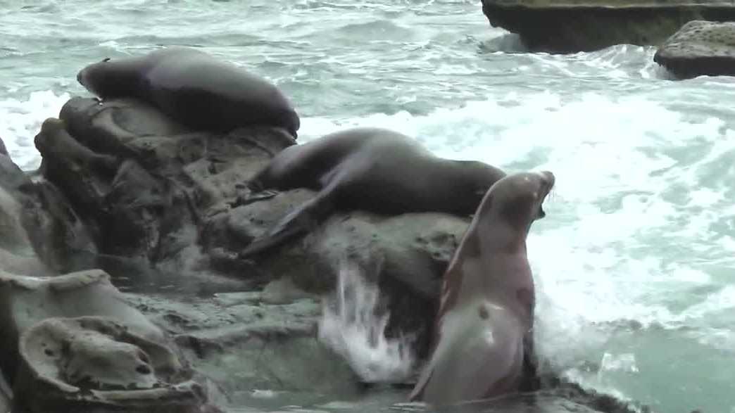 San Diego considers closing La Jolla Cove to protect sea lions