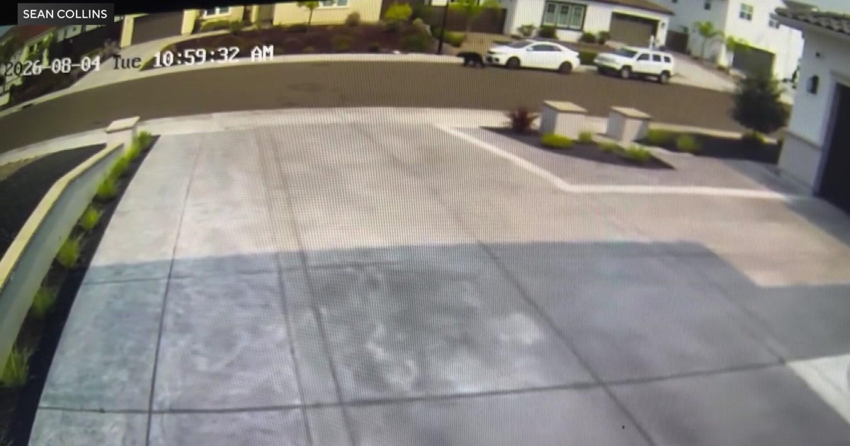 Lincoln bear sighting adds to recent reports in Roseville, Rocklin