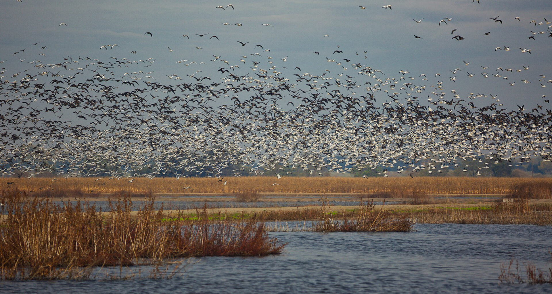 DOGE staffing cuts set back California wildlife refuges