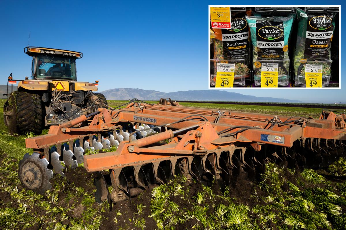 California lettuce growers skip harvest amid cyclospora outbreak