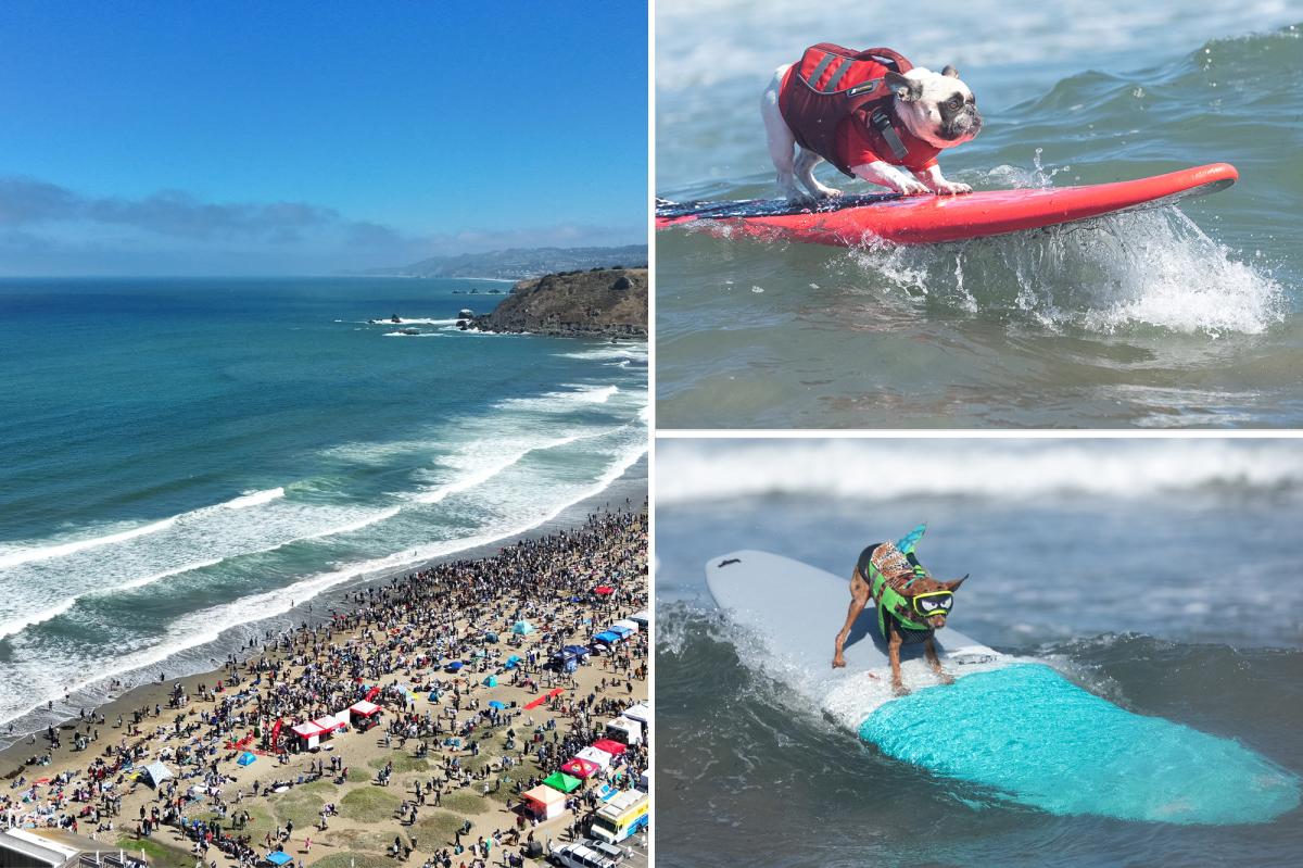 World Dog Surfing Championships hit Pacifica, California