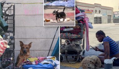 Los Angeles shelter euthanasia jumps 33% as animal advocates blame Karen Bass