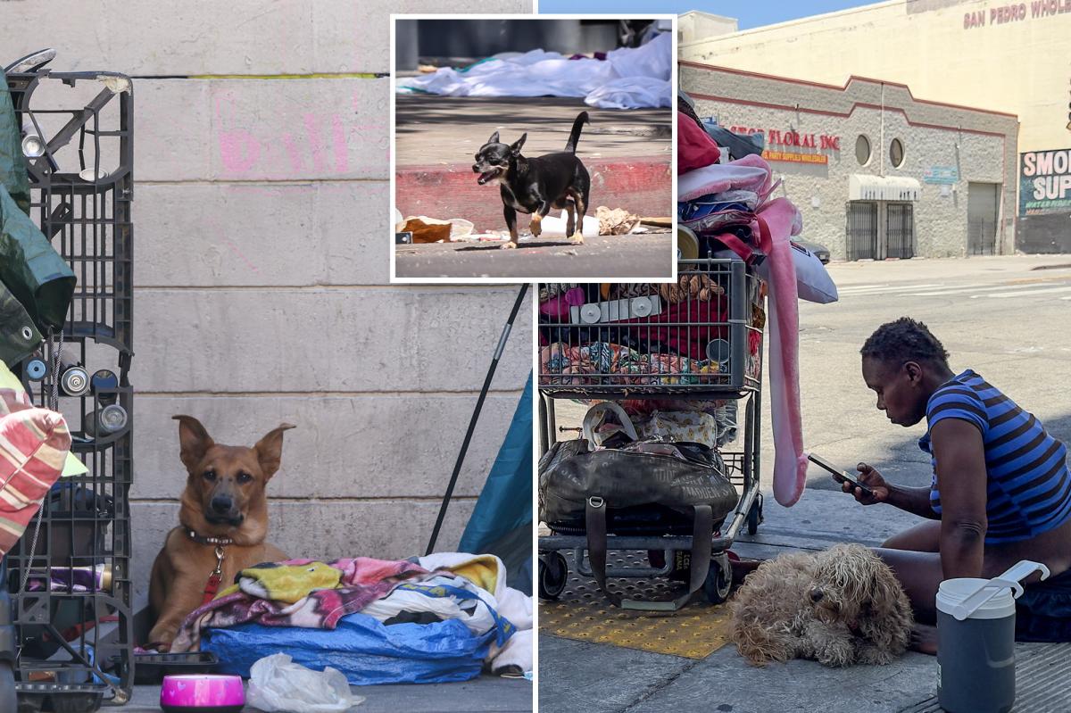 Los Angeles shelter euthanasia jumps 33% as animal advocates blame Karen Bass