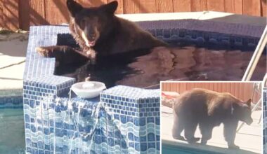 Bear caught on video taking a dip in California homeowner's spa