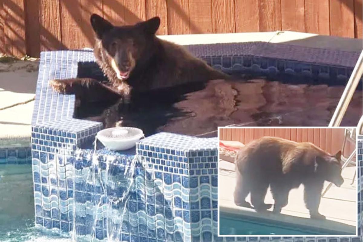 Bear caught on video taking a dip in California homeowner's spa