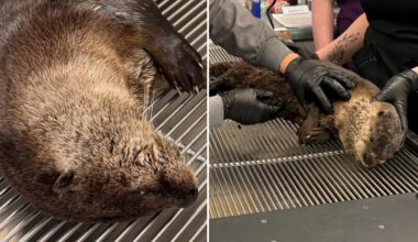 River otter left with head trauma after hit-and-run in California
