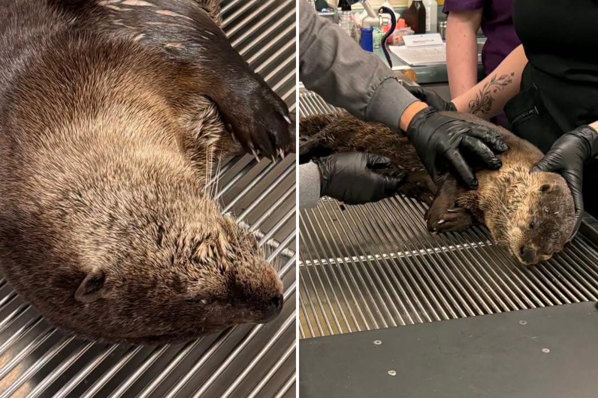 River otter left with head trauma after hit-and-run in California