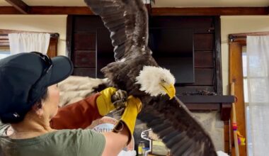 California Bald Eagle Watched on Livestream for Years Dies