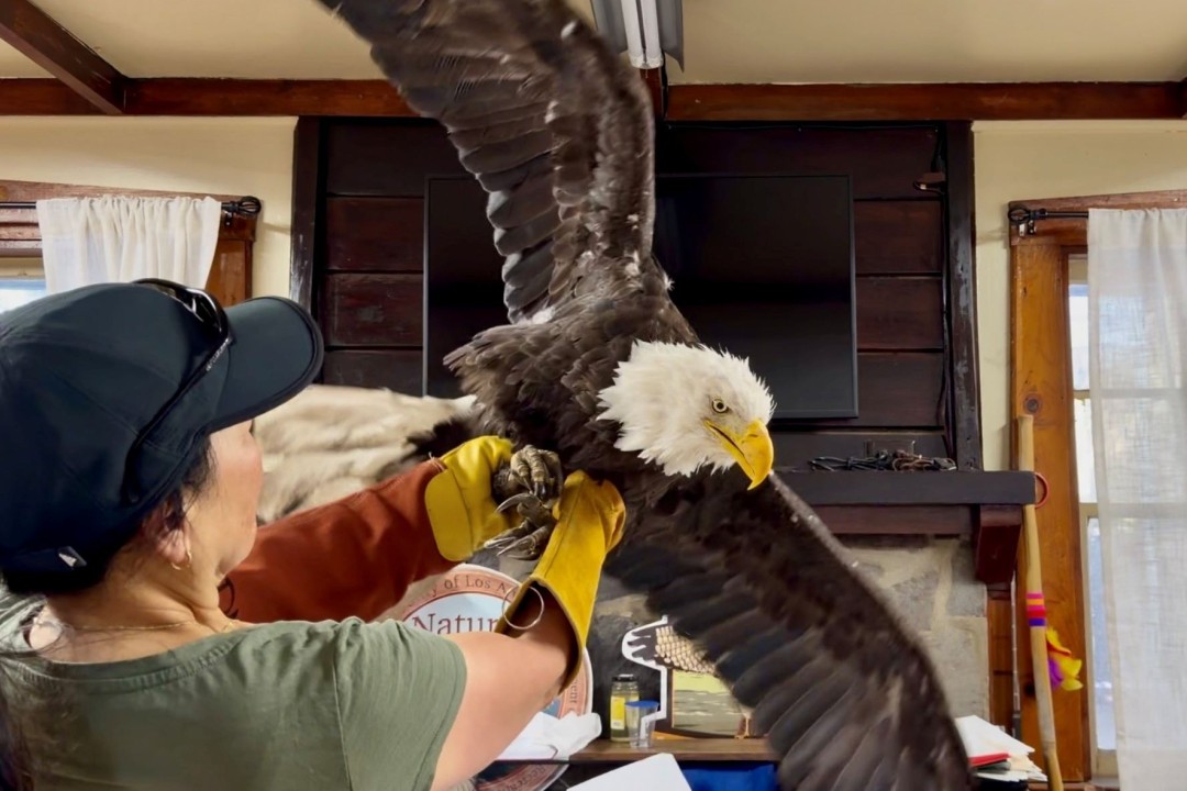 California Bald Eagle Watched on Livestream for Years Dies