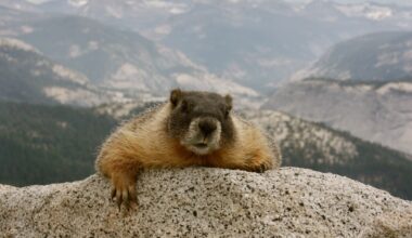 Marmots Menace California Hikers
