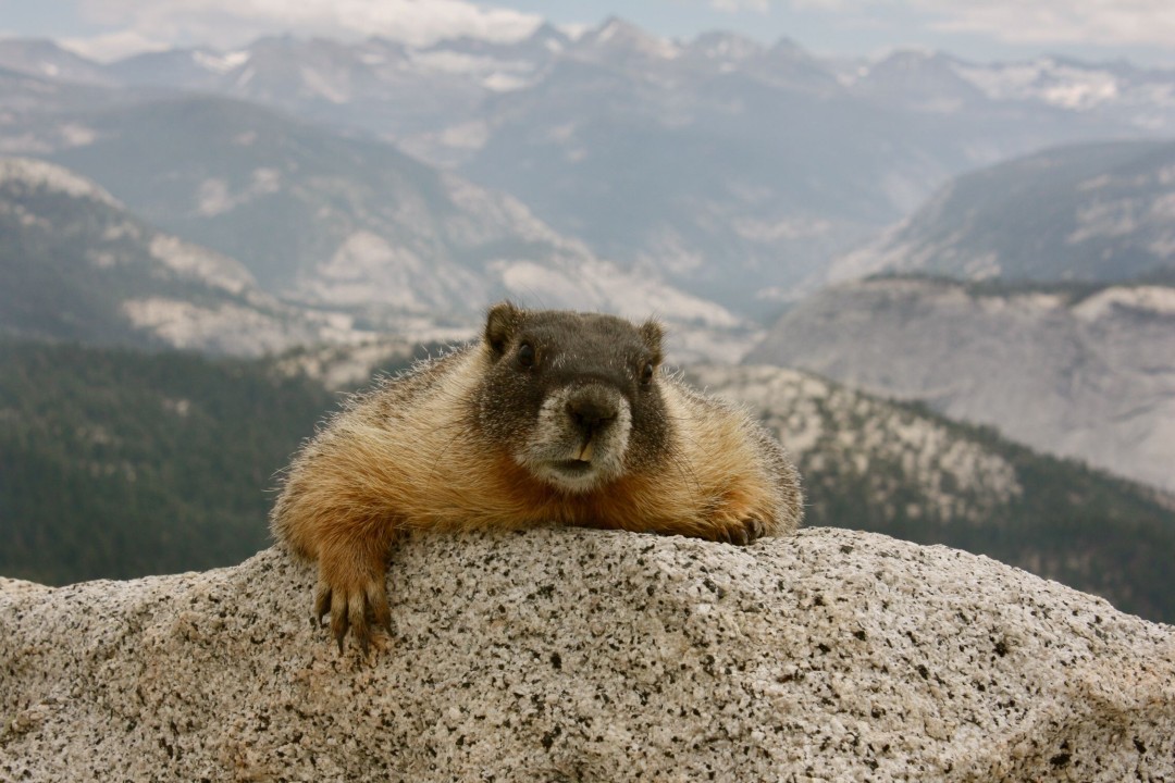 Marmots Menace California Hikers