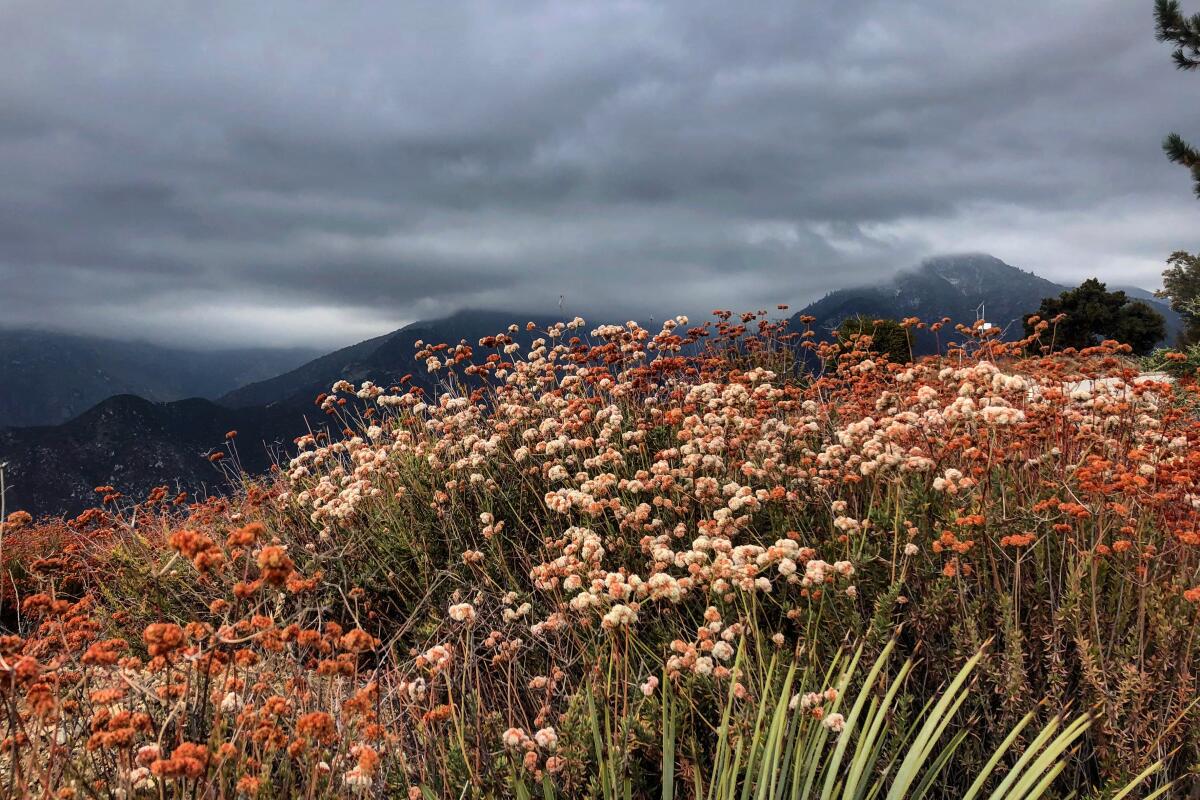 Common buckwheat (Eriogonum fasciculatum).