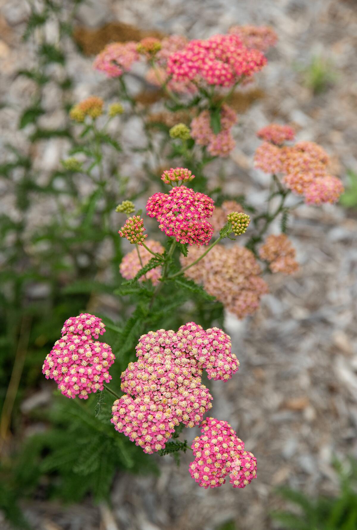 Yarrow (Achillea millefolium).