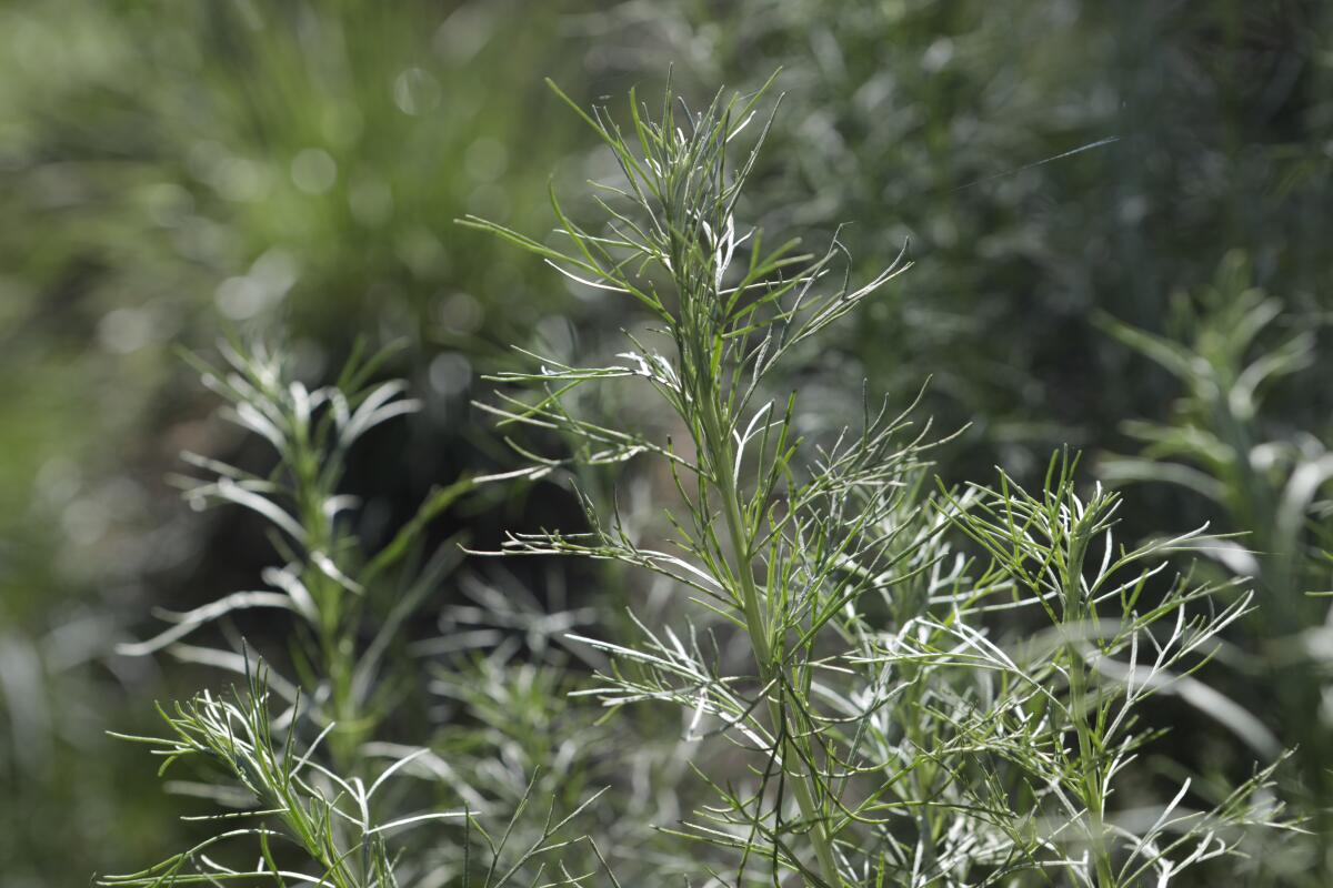 California Sagebrush, a.k.a. Cowboy Perfume (Artemisia Californica).