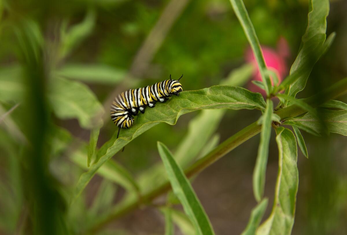 A monarch caterpillar on a narrow-leaf mikweed plant.