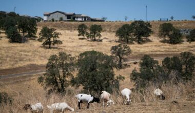 California goat grazing faces crisis after wage change