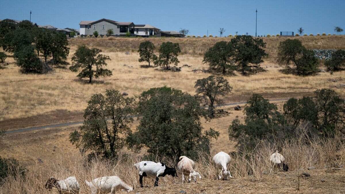California goat grazing faces crisis after wage change