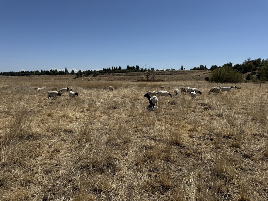 Sheep and goats graze along Jensen River Ranch, just north of Fresno.